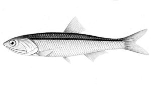 anchoveta