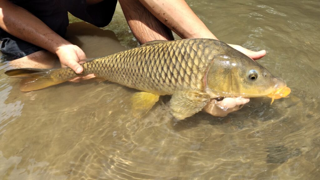carpa-comun