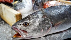 corvina