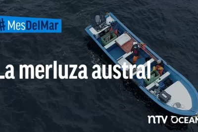 merluza austral de donde es