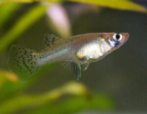 gambusia