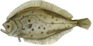lenguado