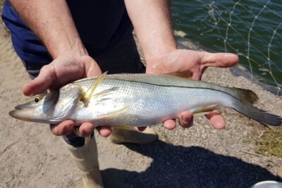 robalo-de-agua-dulce