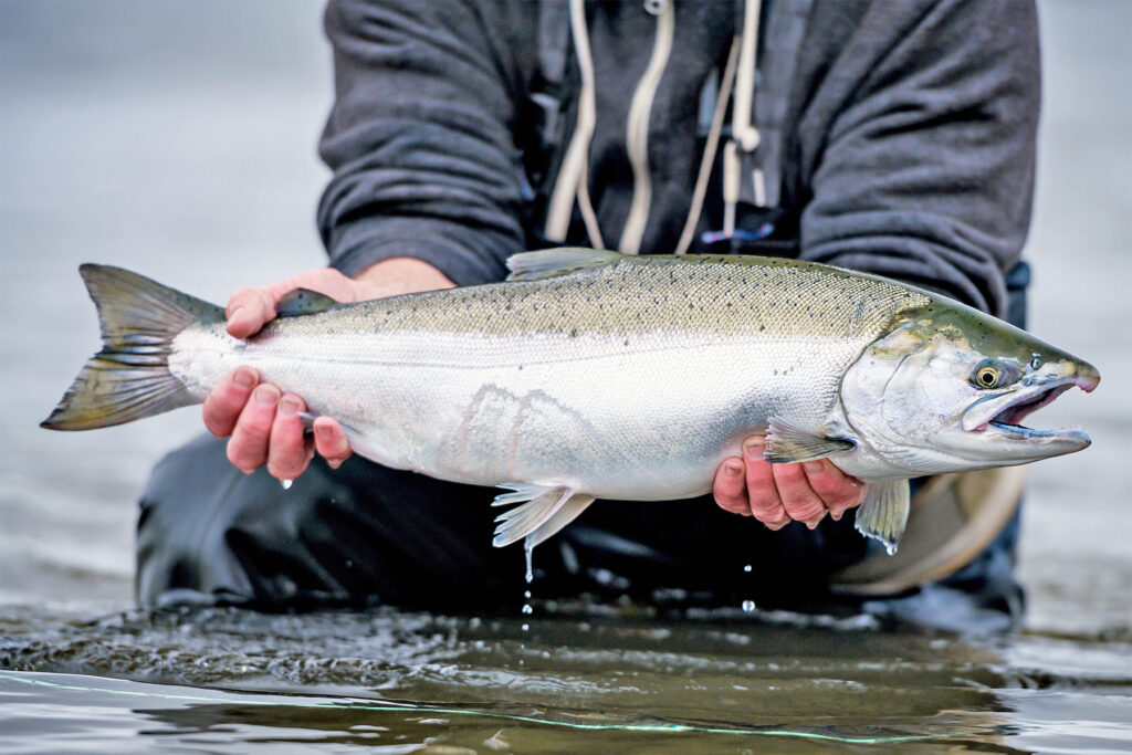 salmon-coho