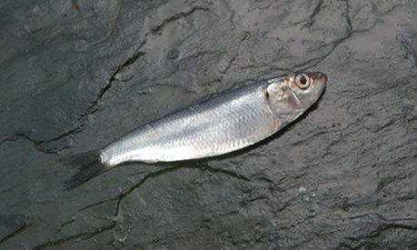 sardina-comun