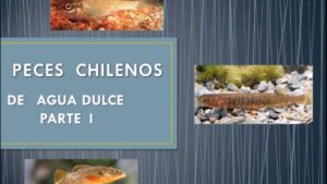 Especies de Peces en Ríos de Chile
