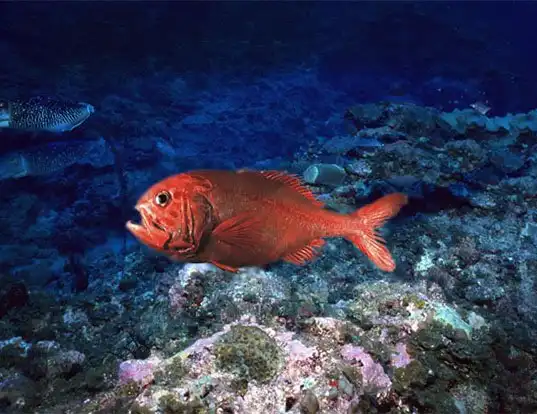 orange-roughy