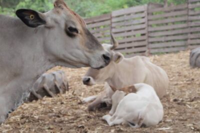 pesca ganaderia y agricultura