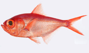 pez-alfonsino
