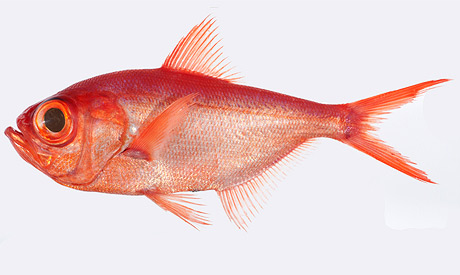 pez-alfonsino