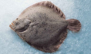 pez-turbot
