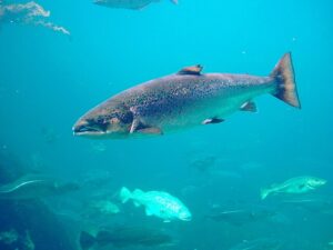 salmon-del-atlantico