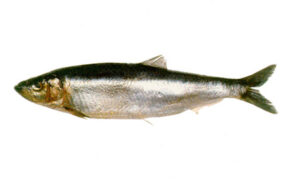 sardina-austral