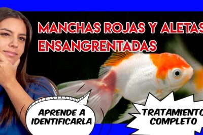 ¿Qué hacer si tu pez queda enrocado?