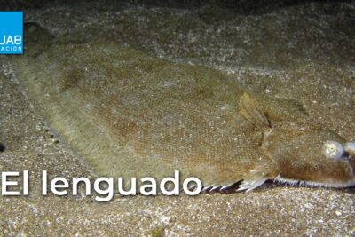 lenguado donde se pesca