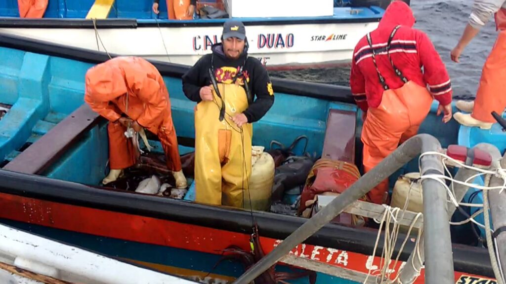 pesca jibia