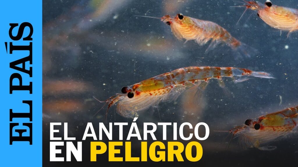pesca krill