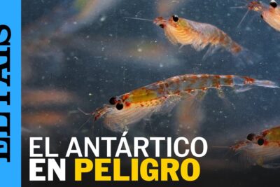 pesca krill