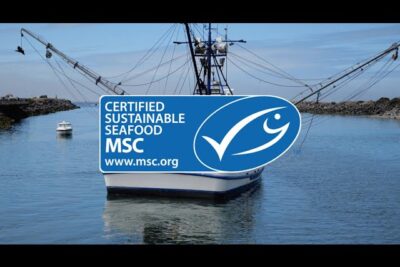 msc pescado