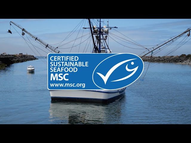 msc pescado