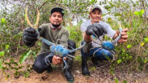 pesca cangrejo azul