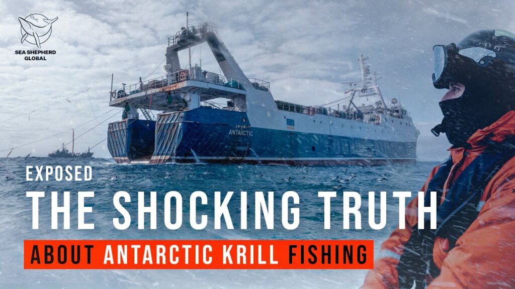 pesca chile krill