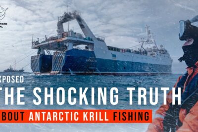pesca chile krill