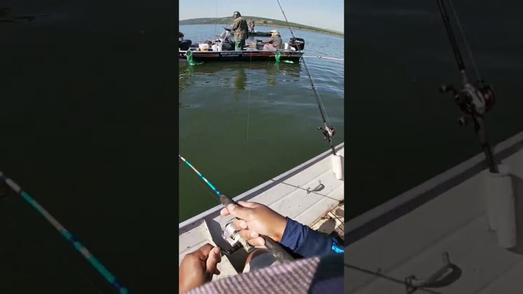 pesca corvina