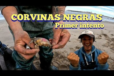 pesca de corvina negra