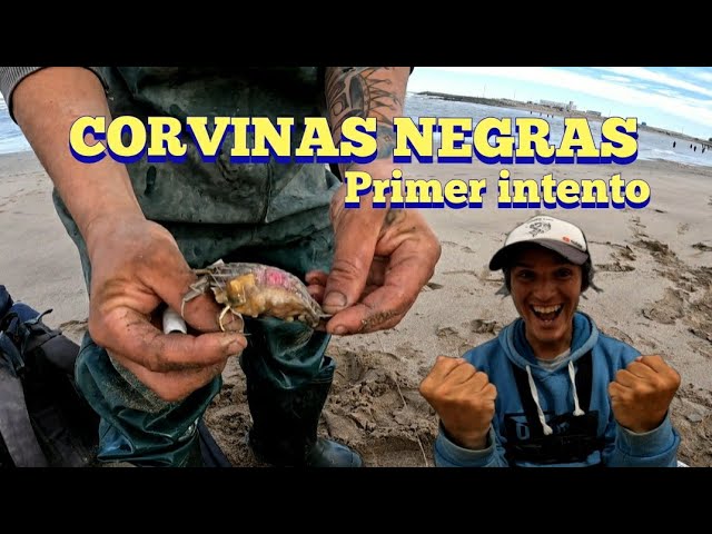 pesca de corvina negra