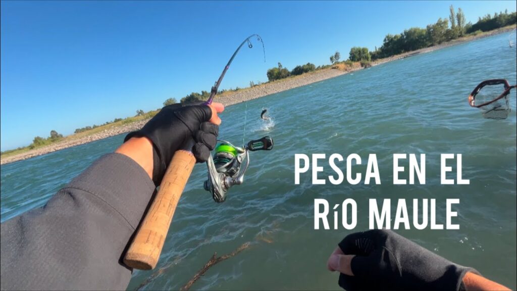 pesca en el maule