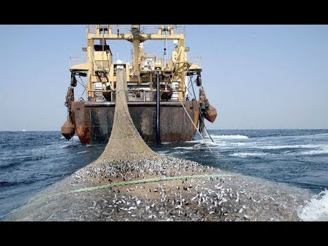 pesca industrial