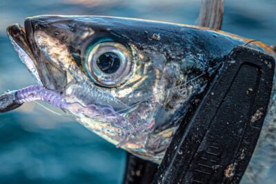 pesca jurel chile