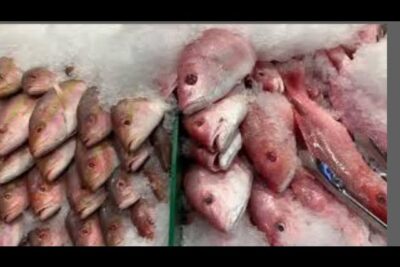 pescaderia bulnes