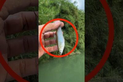 pescaderia diaz ovalle