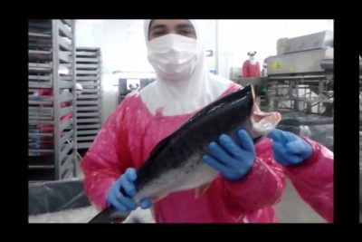 punto austral salmon