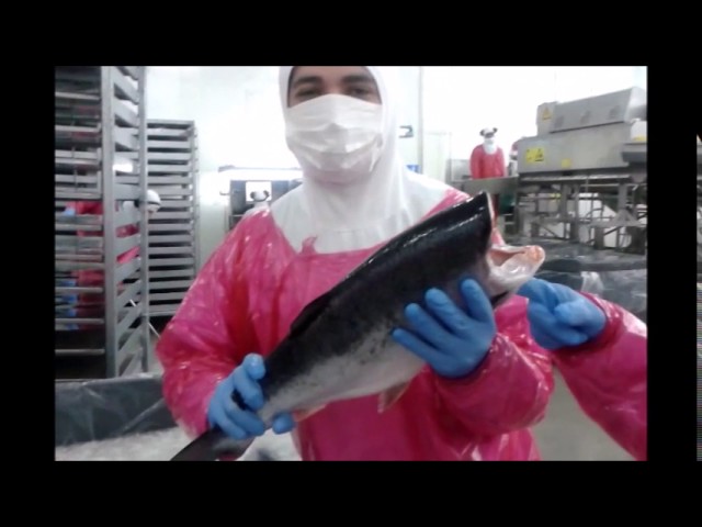 punto austral salmon