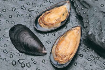 mejillon-chileno-mytilus-chilensis-y-chorito-chileno-cultivo