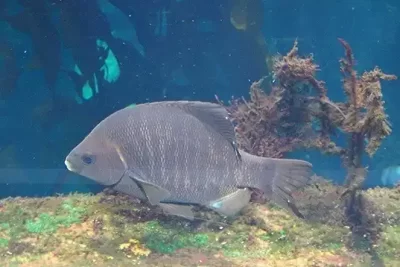orange-roughy-habitat-distribucion-y-pesca-en-chile