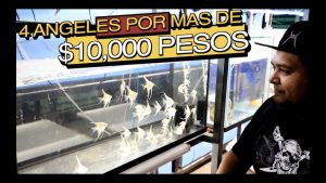 pez angel chile