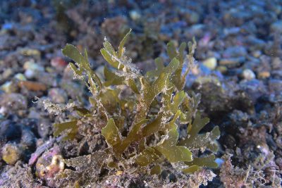 algas-pardas-pesqueria-multiespecifica-de-algas-pardas-macrocystis