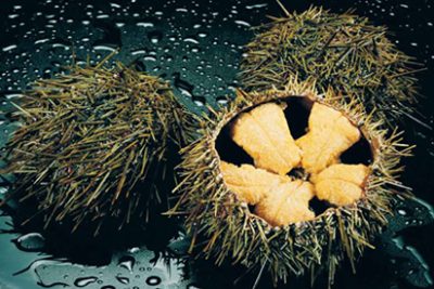 erizos-de-mar-chile-regulaciones-y-veda-del-erizo-chileno