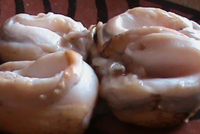 tipos-de-moluscos-chilenos-mariscos-mollusca-y-mas-en-chile